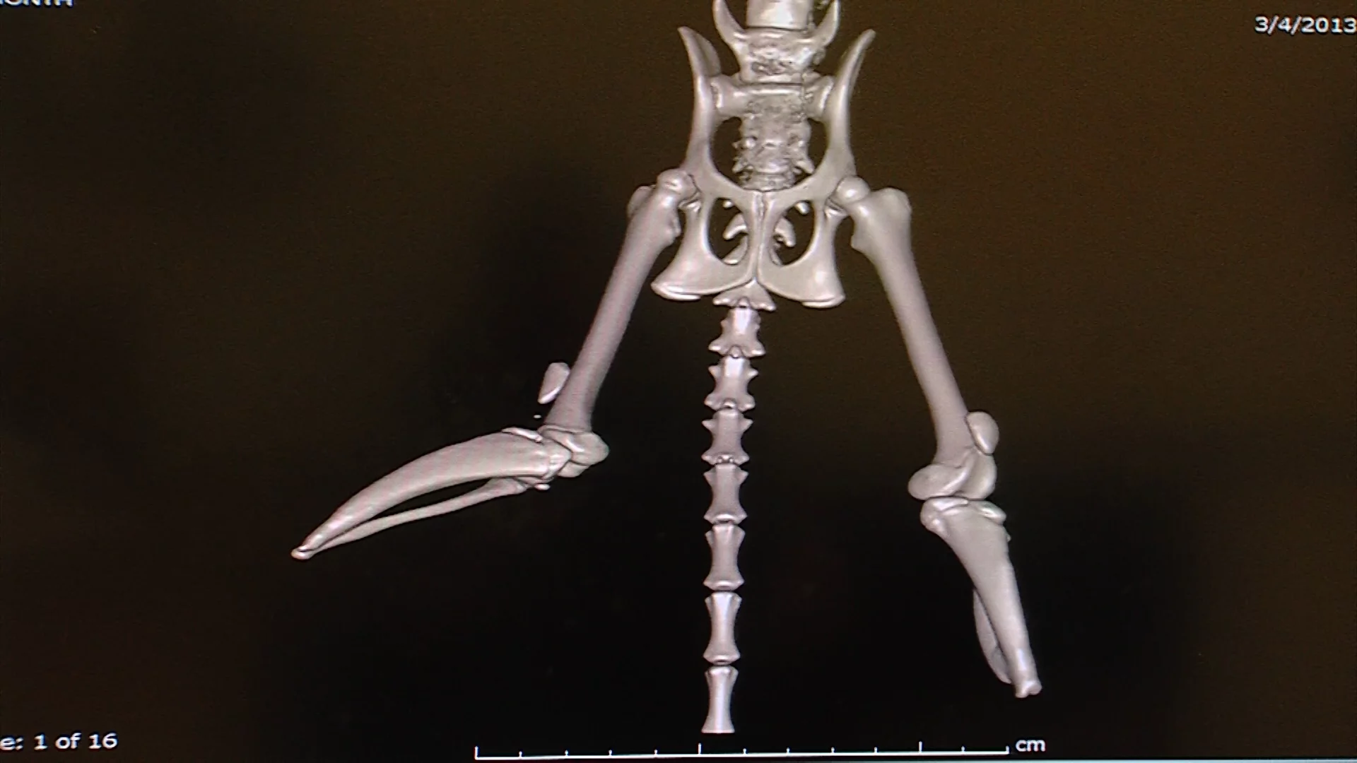 A 3D rendering of Vincent's hind legs, spine, hips and tail