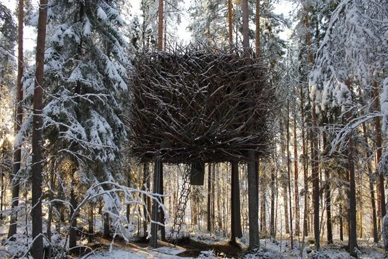 The Bird's Nest