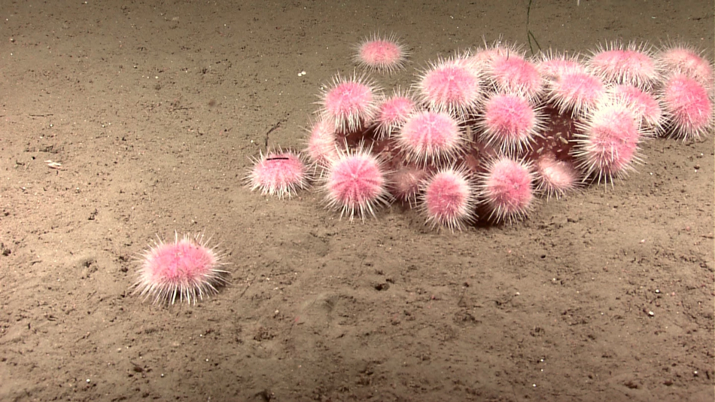 The claw was based on the mouth oiece of the pink sea urchin