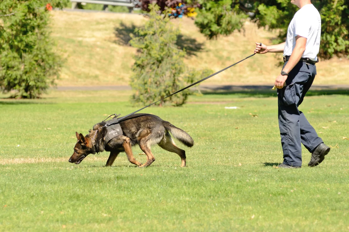 This is NOT the robot