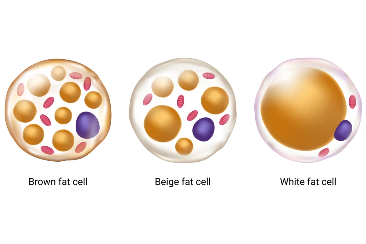Analysis of PET scans from more than 50,000 subjects found detectable brown fat levels correlated with better metabolic and cardiac health