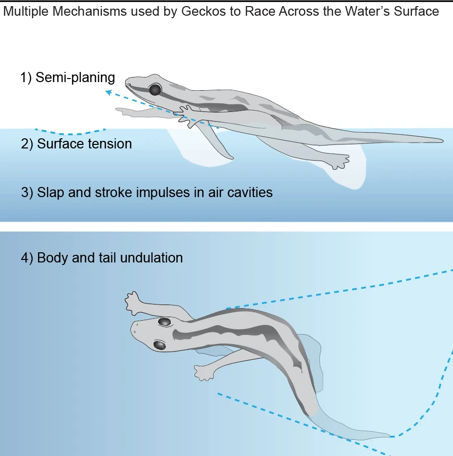 Geckos employ some nifty tricks to stay afloat