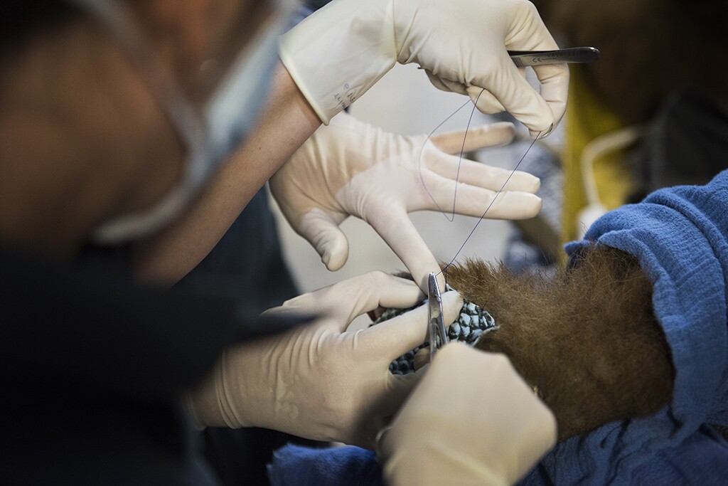 UC Davis and CDFW veterinarians carefully suture tilapia fish skin bandages to bear paws