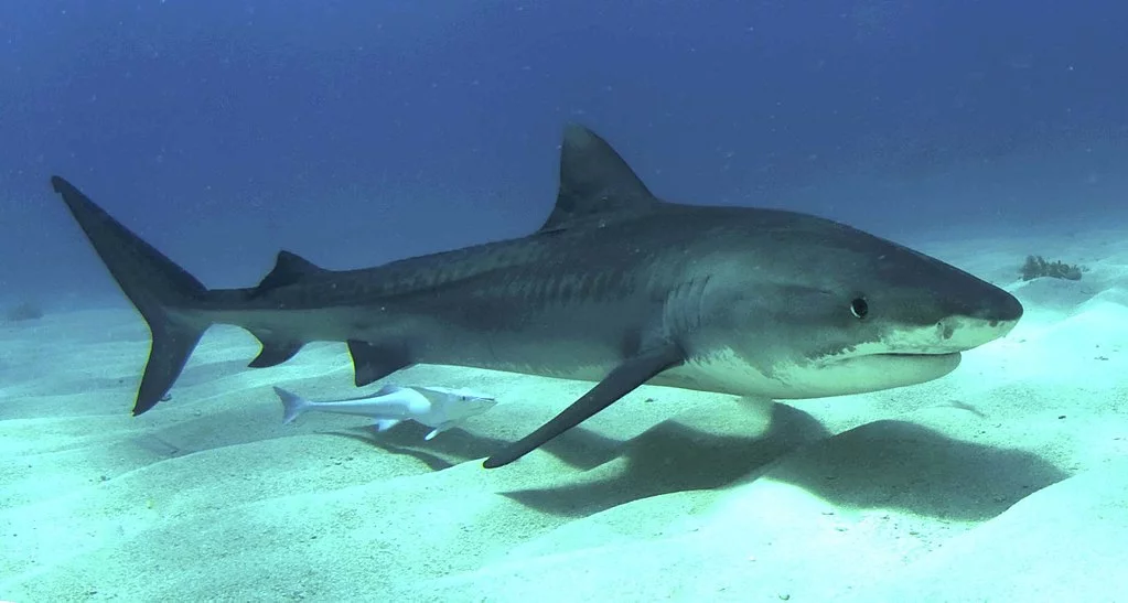 A juvenile tiger shark photographed in the Bahamas