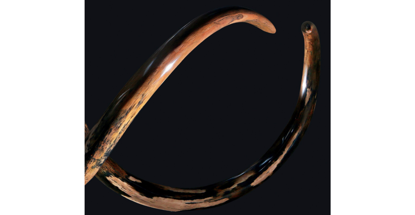 The tusks of the largest Woolly Mammoth ever to go to auction were 3.32 metres and 3.0 metres long, weighing 76 kg and 62 kg respectively