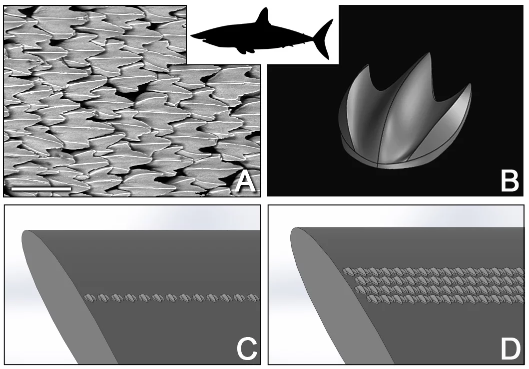Denticles from the shortfin mako shark (a), the shortfin mako denticle parametric 3D model (b), the shortfin mako shark denticles were arranged in a wide variety of configurations on the aerofoil (c and d)