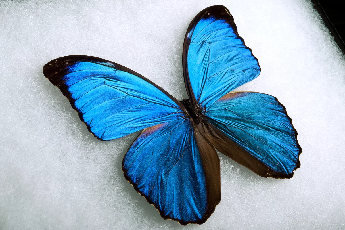 A male Giant Blue Morpho (Photo: Jo McCulty, courtesy of Ohio State University)