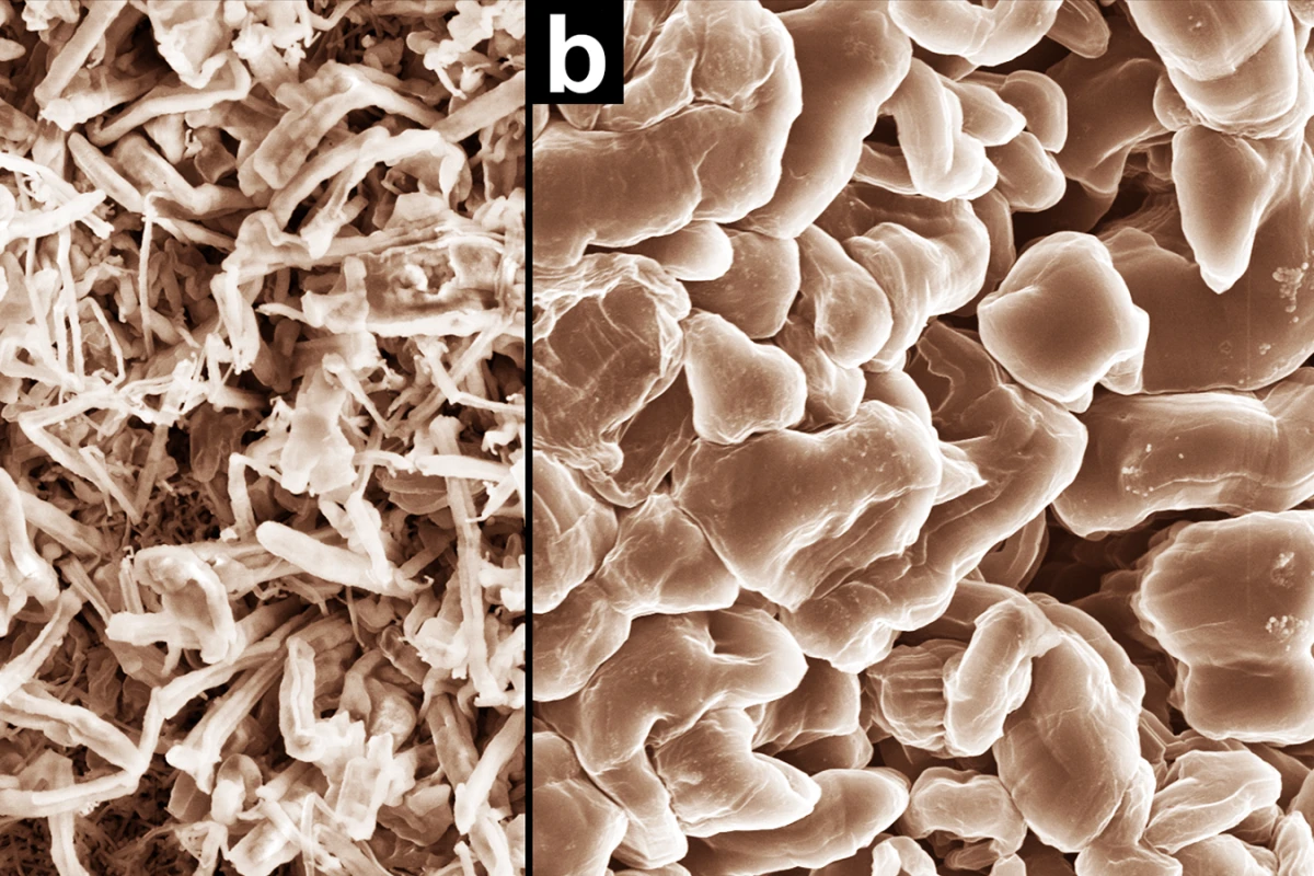 Scanning electron microscope images that show how normal electrolyte promotes dendrite growth (a, left), while PNNL’s new electrolyte produces smooth nodules that don’t short-circuit cells (b, right)