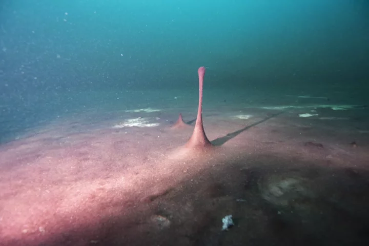 A section of microbial mat in Lake Huron, Michigan – gas bubbles create the long outstretched shape in the center