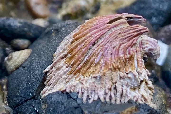 One of the "bent morph" Tetraclita rubescens barnacles