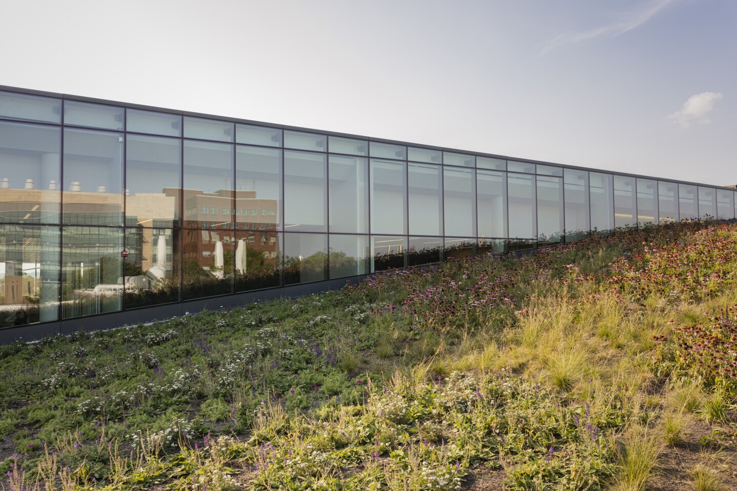 The Charles Library at Temple University is topped by a large green roof