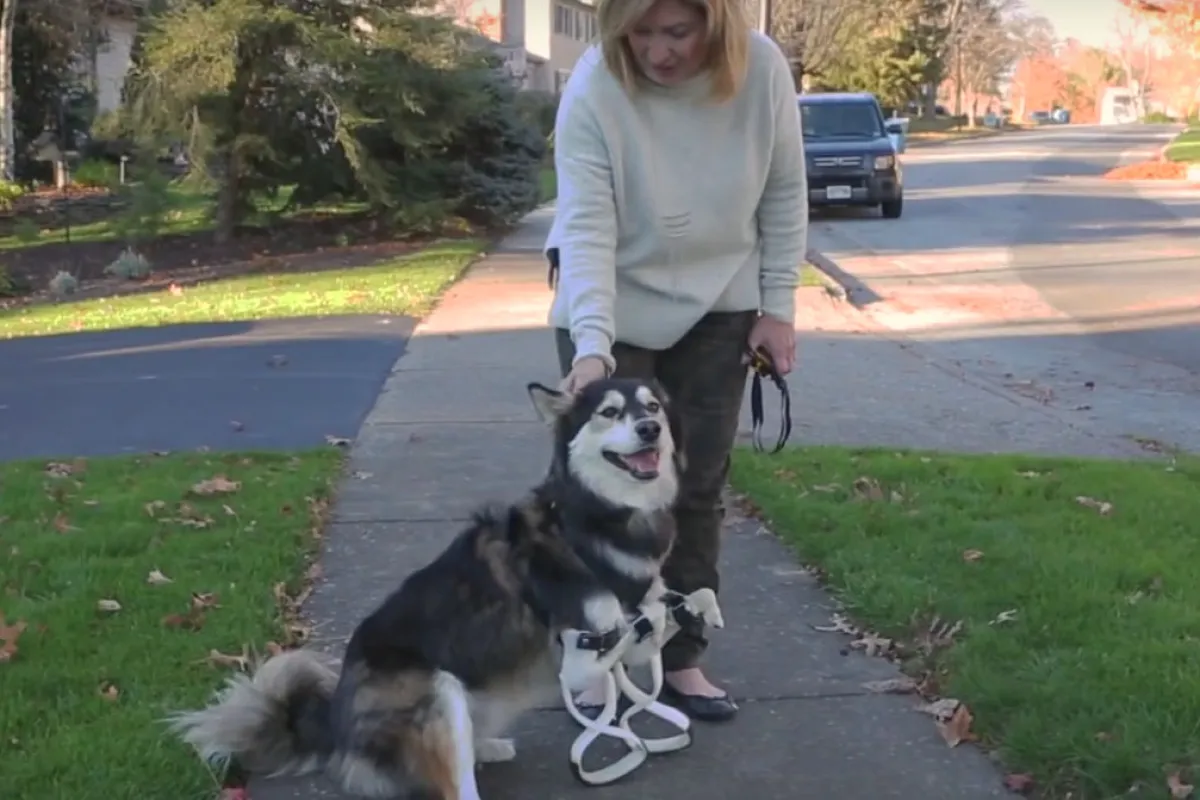 Derby's new prostheses raise him up to his proper height