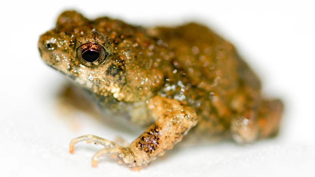 The artificial photosynthetic material design was inspired by the foam nests of the semi-tropical Tungara frog (Image: Brian Gratwicke via Flickr)