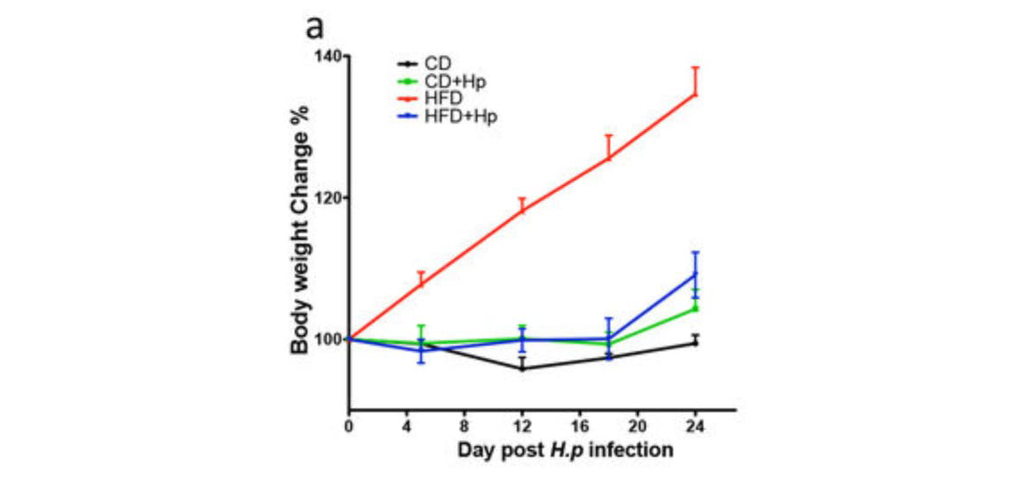 The results showing the post-infection weight changes in the different mouse groups