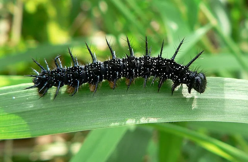 Caterpillars' "gut-sliding" method of locomotion could be applied to soft-bodied robots (Photo: Patrick Clenet)