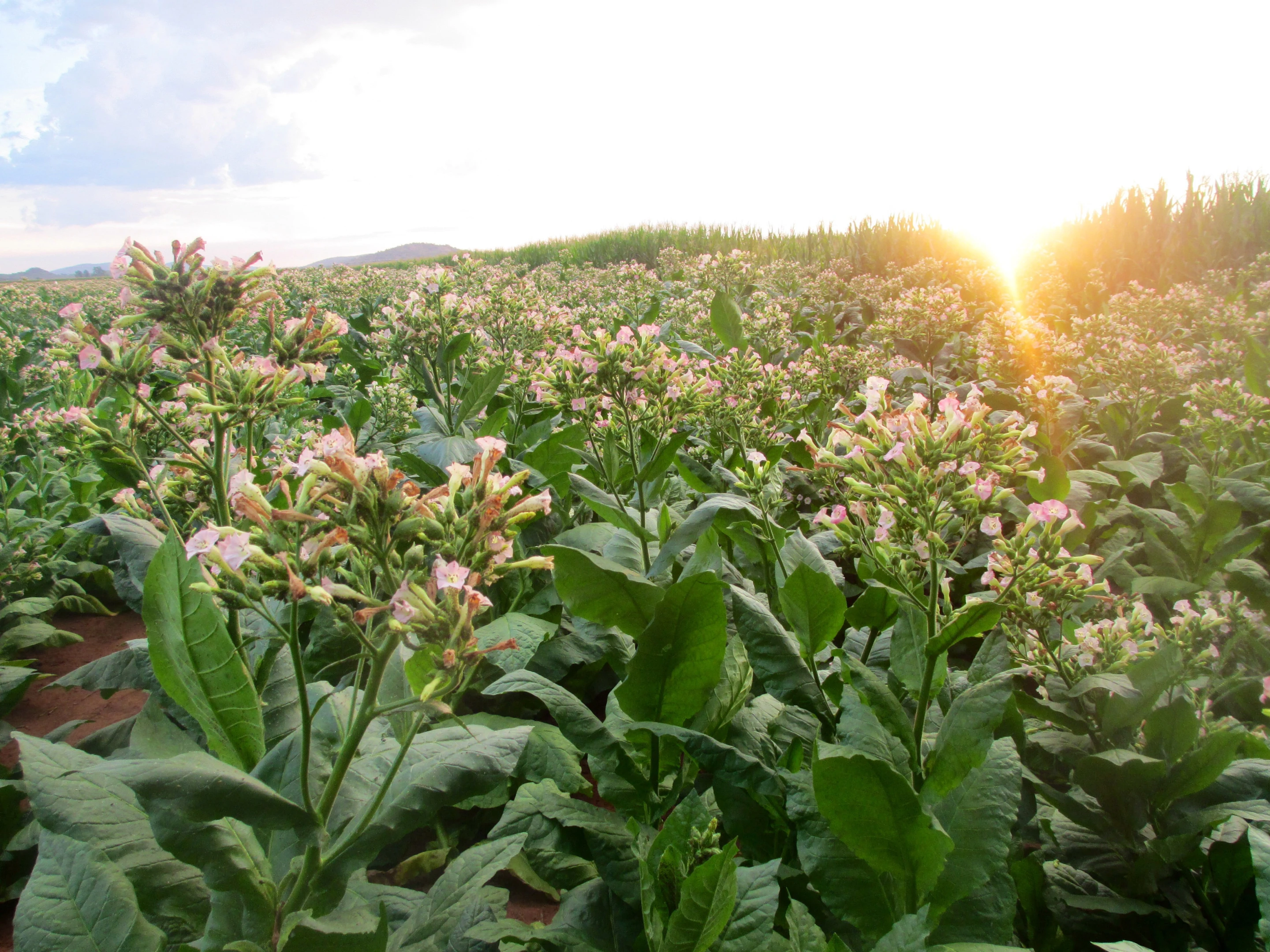 Boeing plans to harness South African farmers' knowledge of tobacco growing to produce sustainable biofuel
