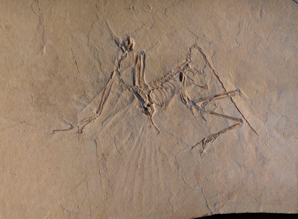 An Archaeopteryx fossil found in Munich, Germany, which was examined using X-ray microtomography
