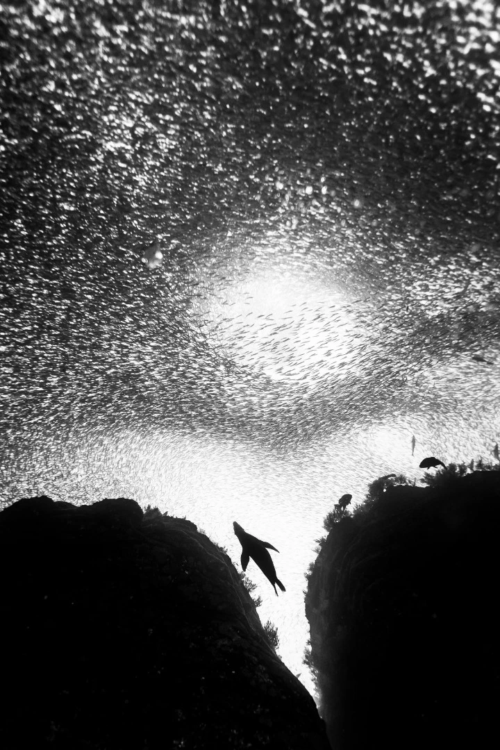 México, Baja California Sur, Los Islotes. A sea lion swimming among a school of sardines