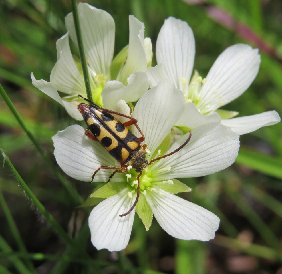 The notch-tipped flower longhorn beetle is a key pollinator for the Venus flytrap flowers