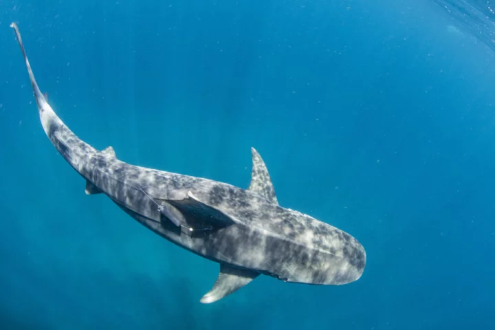 A tagged tiger shark swims free