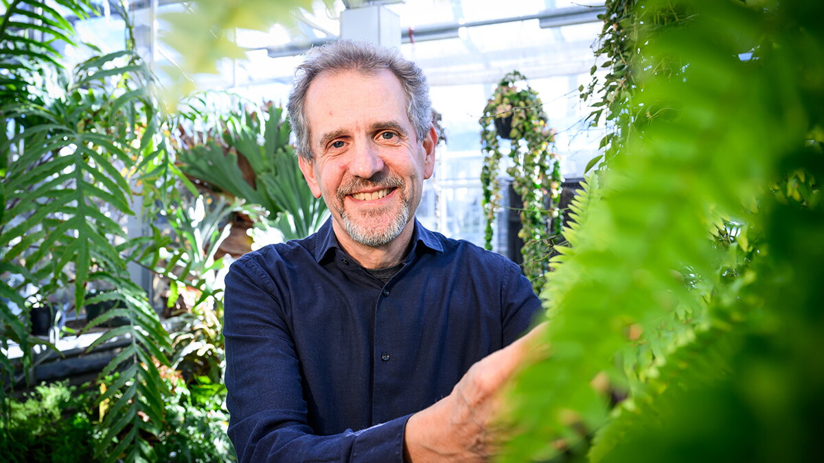 Unique fern sucks nutrients from the soil using dead "zombie leaves" - Vimarsana News