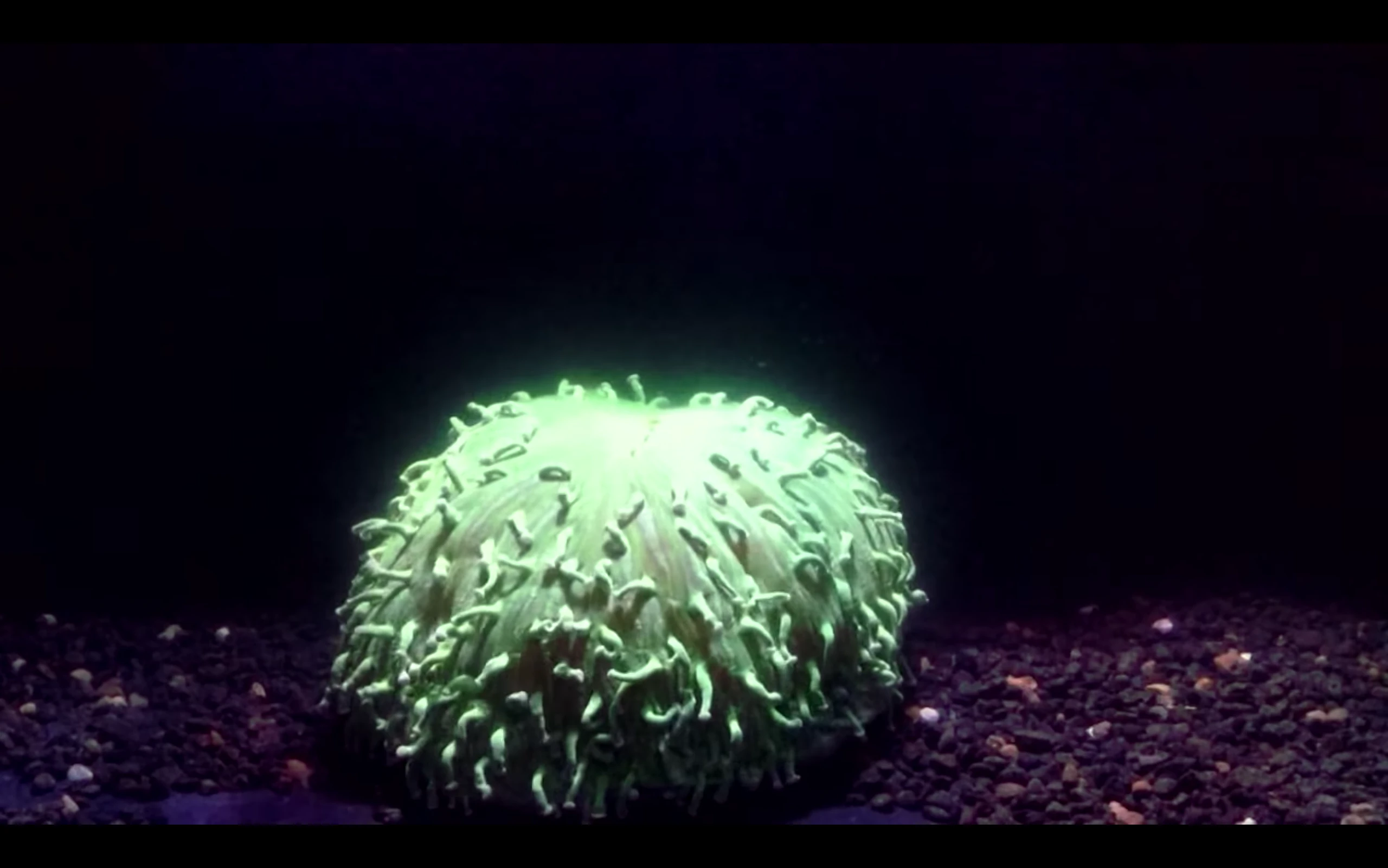 H. actiniformis happens to be a coral species particularly resilient to coral bleaching