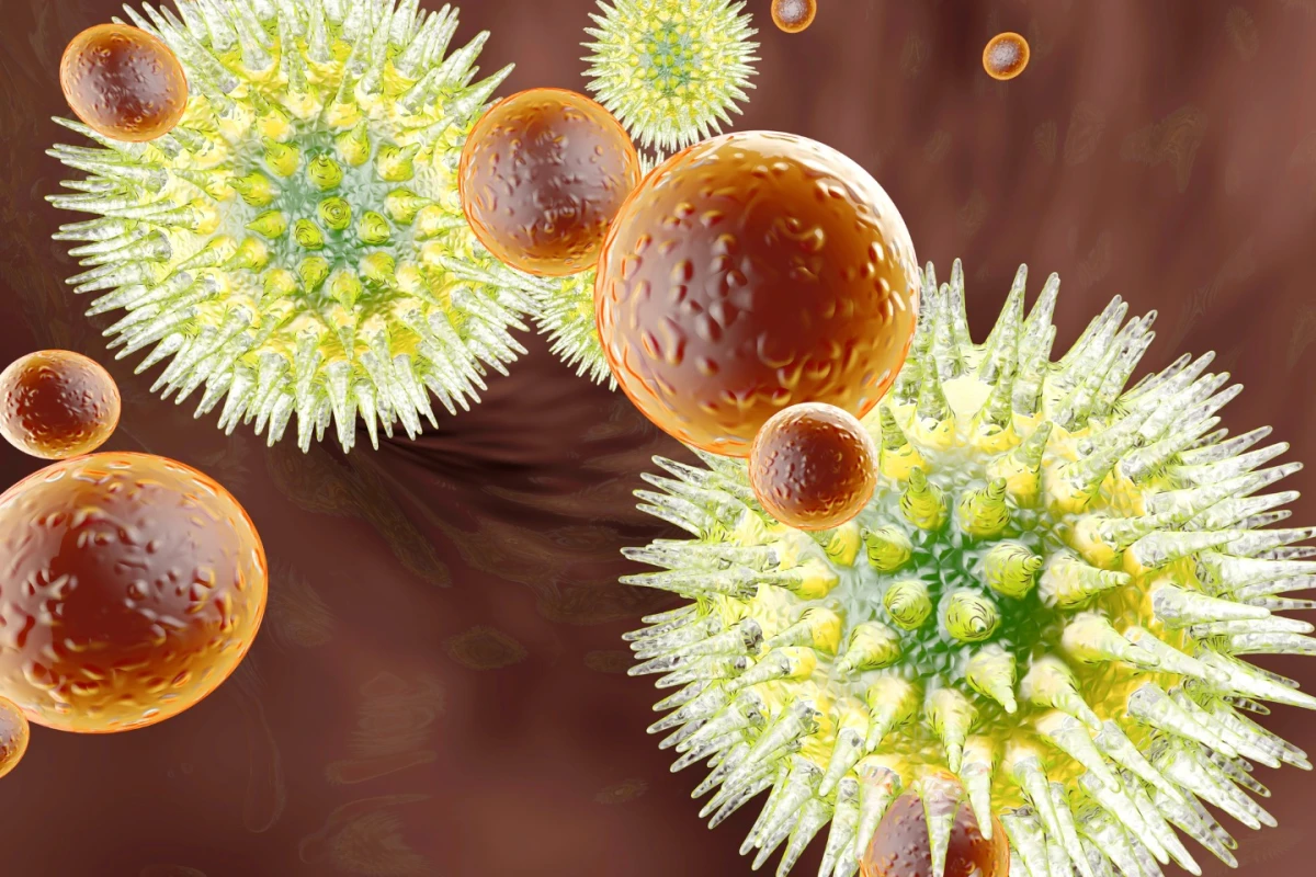 Contrary to assumptions, cytomegalovirus has been found to improve the function of the immune system in old age