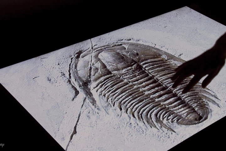A user of Disney's new system is able to feel the ridges in a trilobite fossil, even though it's displayed on a completely flat screen