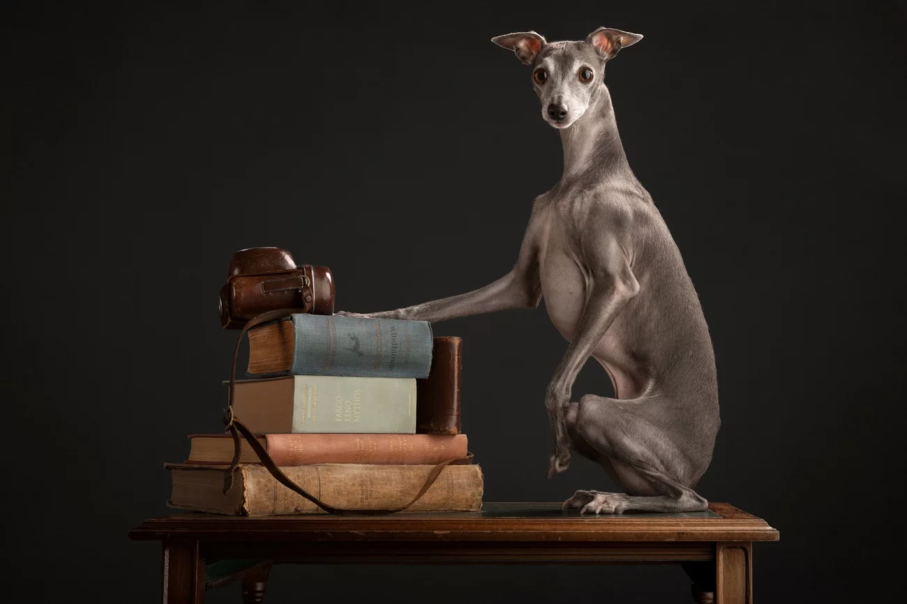 Commended - Animals. "The Student". Utrecht, Netherlands