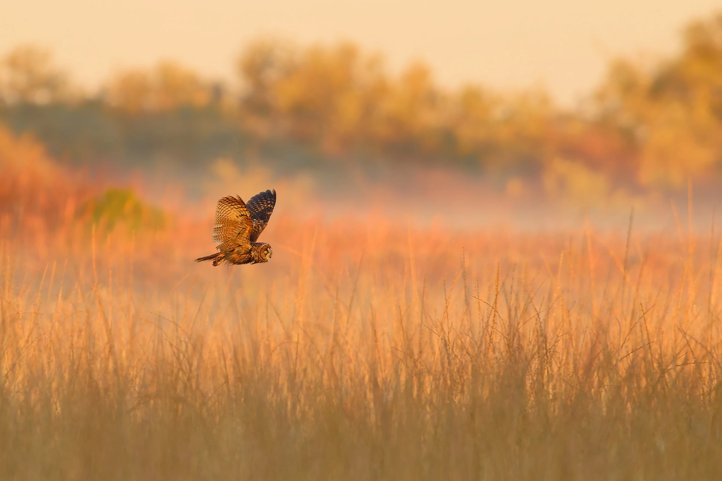 2025 Youth Winner, United States and Canada: Long-eared owl (Asio otus) by Parham Pourahmad (California, US)