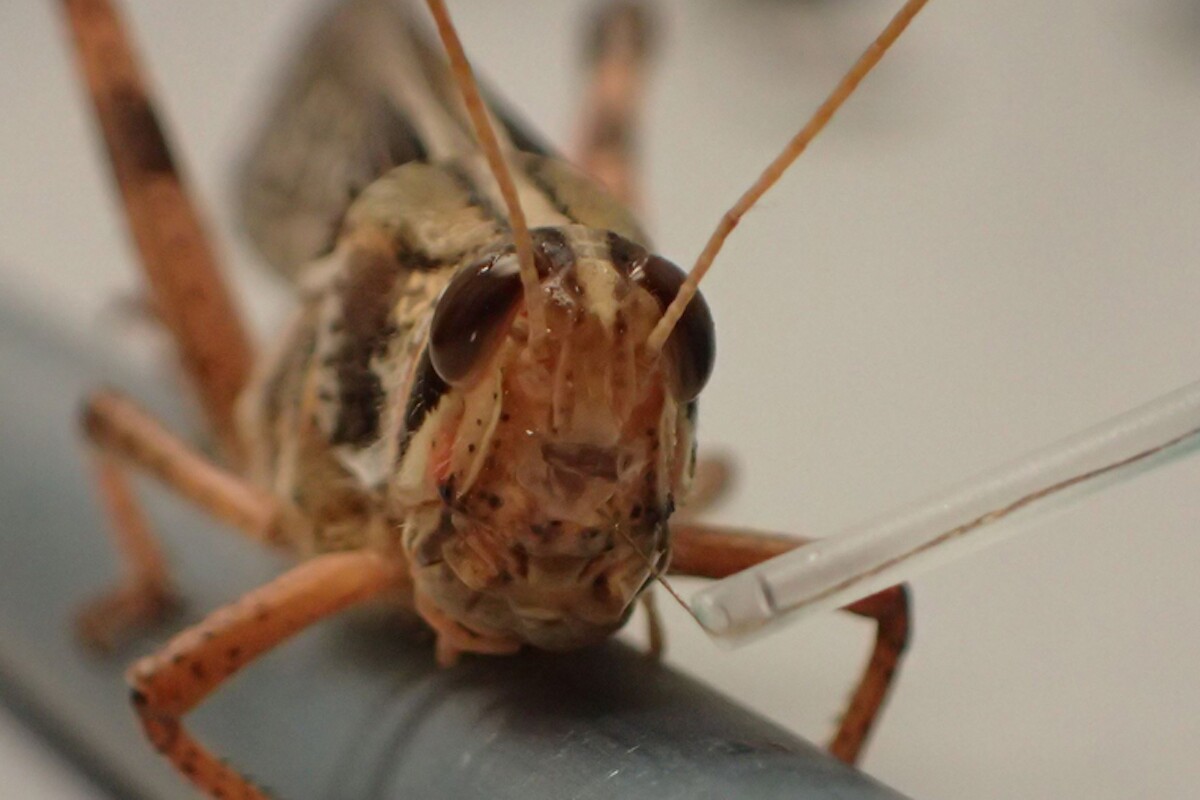 Locusts could one day be used to sniff out explosives