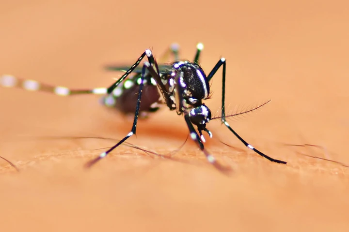 Using genetic engineering to alter the Aedes aegypti mosquito's sense of smell could reveal how and why they are attracted to humans (Photo: Shutterstock)