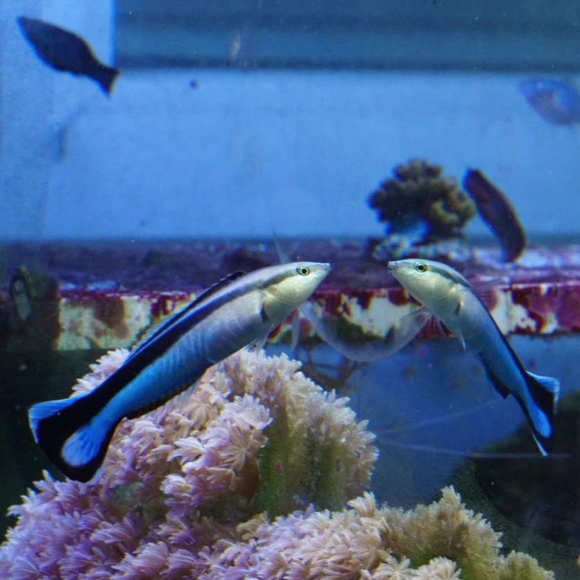 A new study shows that fish seem to be able to recognize their own reflection, which raises some questions about self-awareness in the animal kingdom