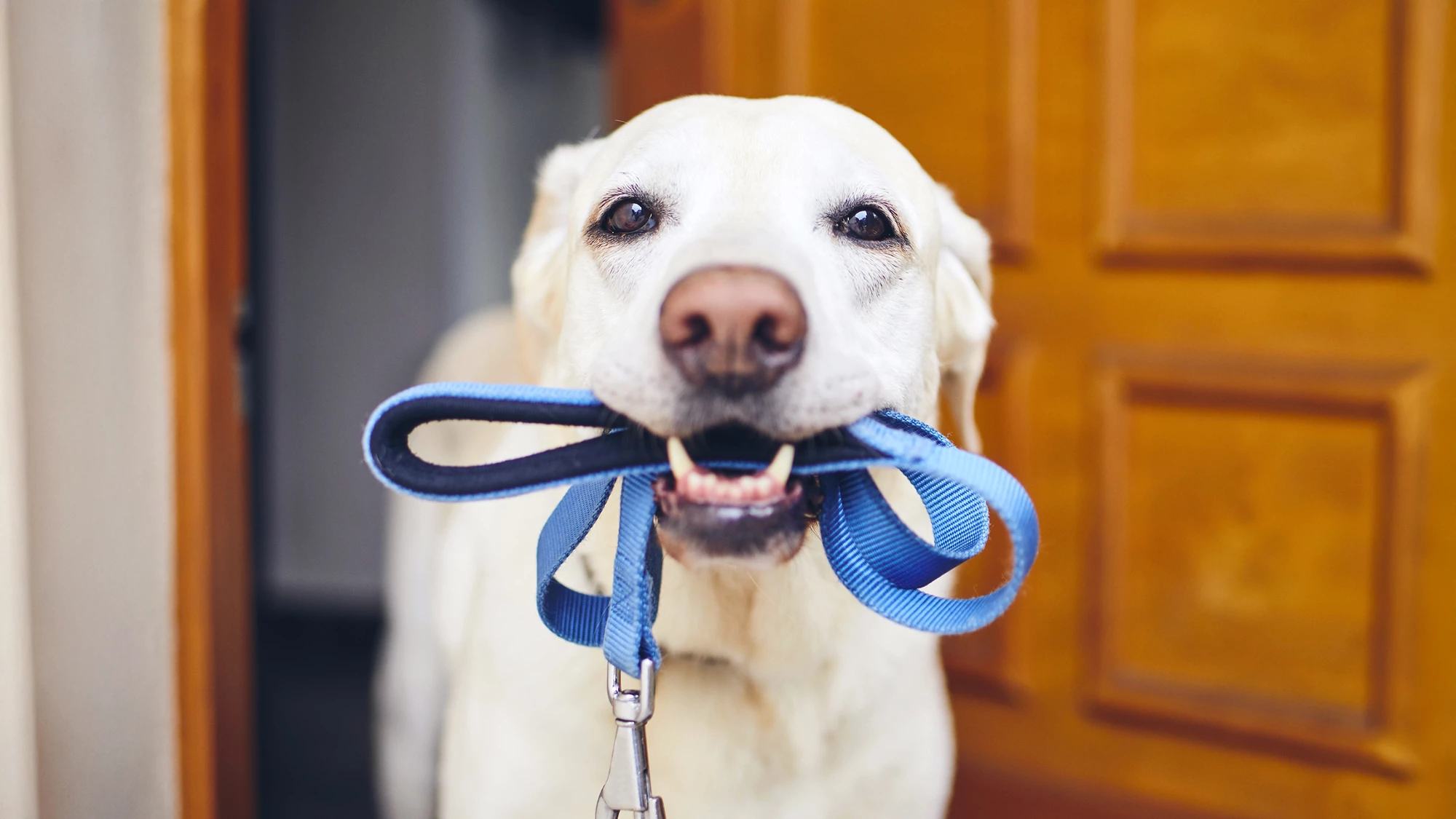 The rise in dog ownership has also seen a rise in dog walking-related injuries