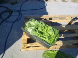 Once harvested the algae is transferred as a thick pulp (Image: biq-wilhelmsburg.de)