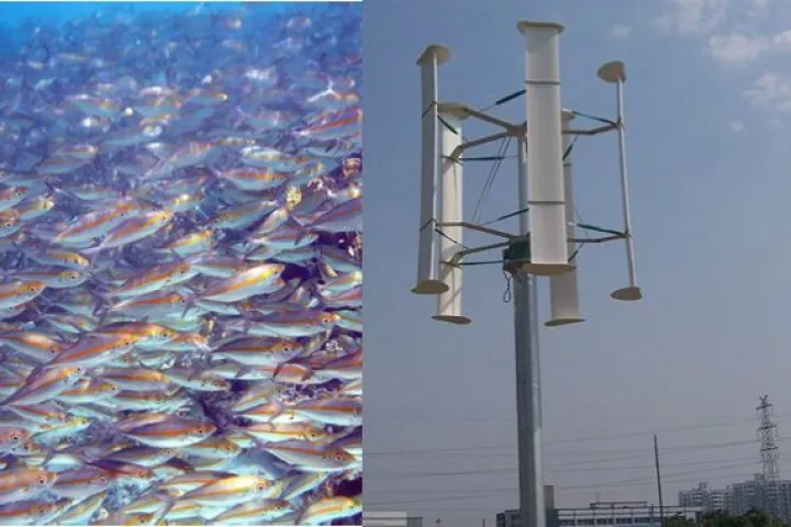 Principles observed in schools of fish could improve the efficiency of vertical-axis wind farms (Fish photo: Mila Zinkova)