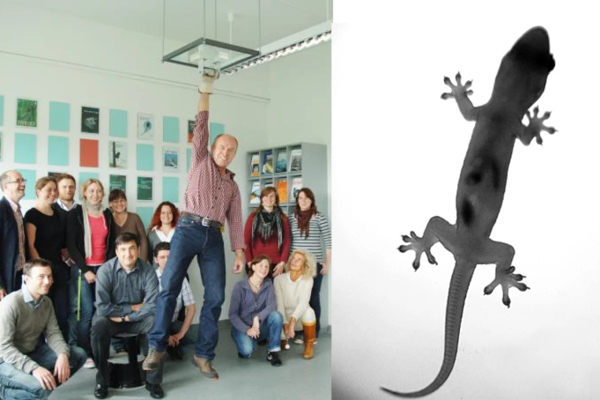 Surrounded by other team members, Achim Oesert from the University of Kiel hangs from the ceiling using bioinspired polymer tape (Image: University of Kiel) alongside an image of a gecko (Image: Wahj via Flickr)