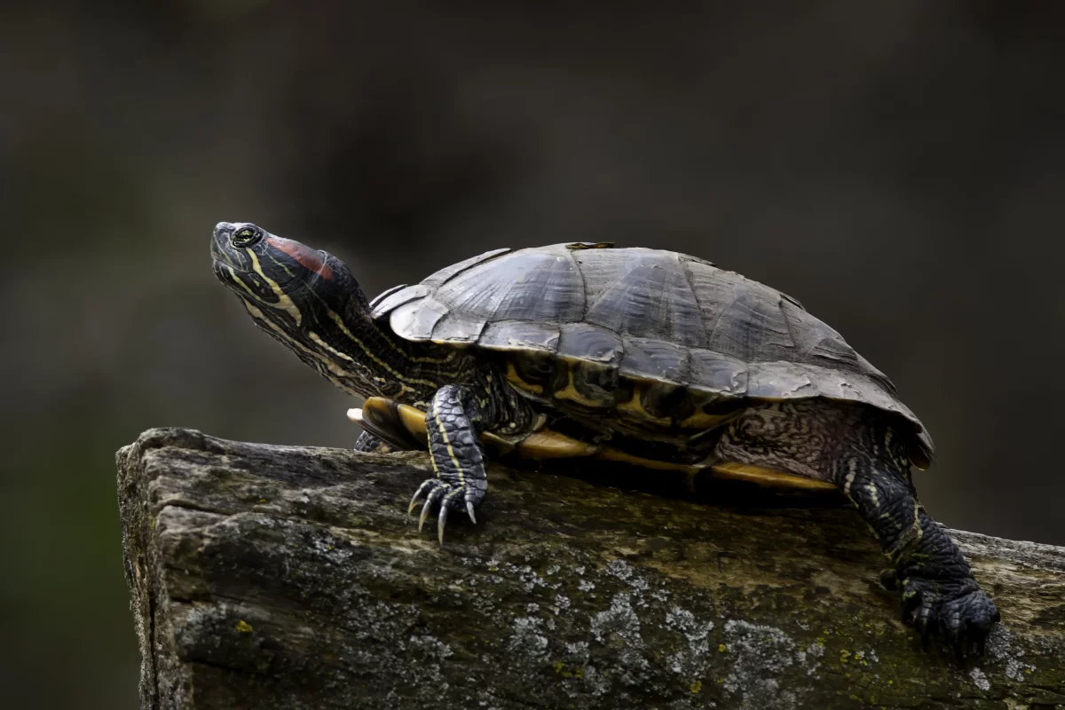 Researchers have been able to non-invasively control the walking paths of red-eared sliders (Photo: Shutterstock)