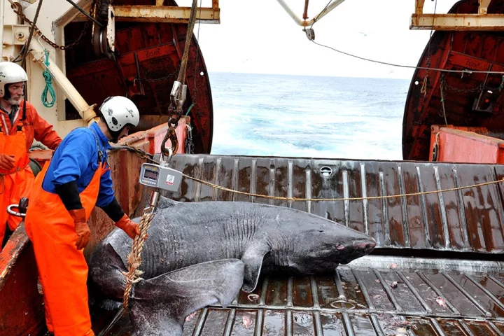 The team is now working to learn more about the mysterious Greenland shark