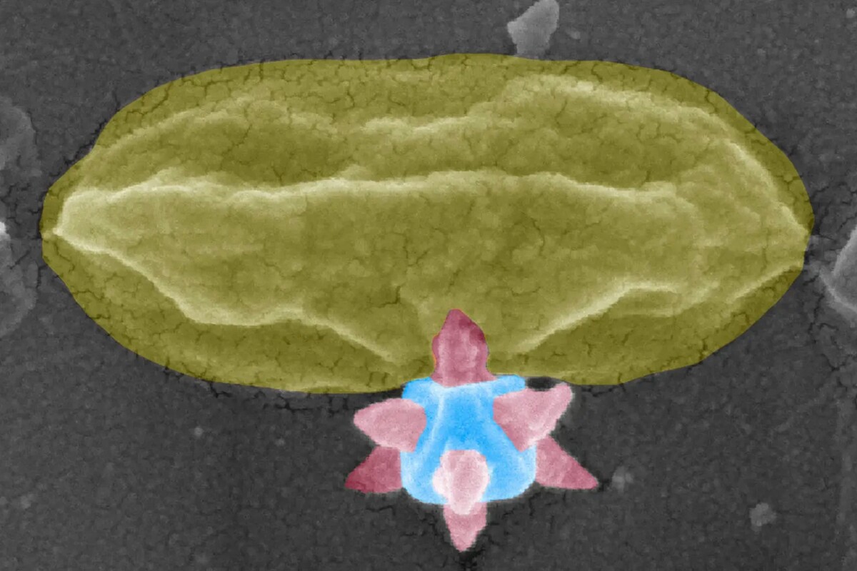 Tiny structures kill bacteria by stabbing them with metal spikes