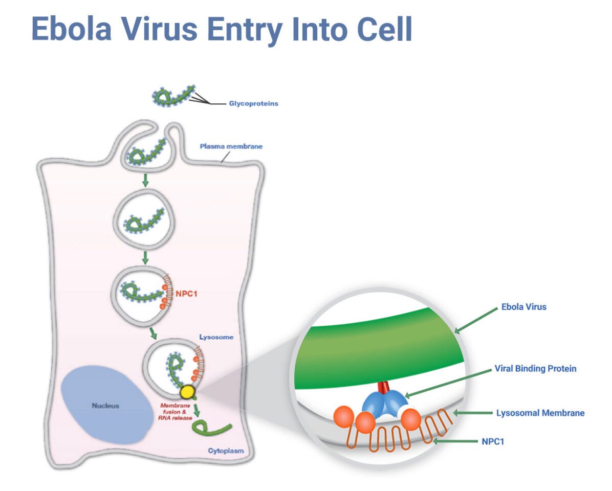 How the Ebola virus infiltrates a host cell