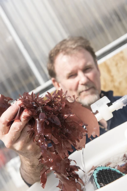 Langdon's original goal was to develop a seaweed that could be used as a "super-food" to feed farmed abalone
