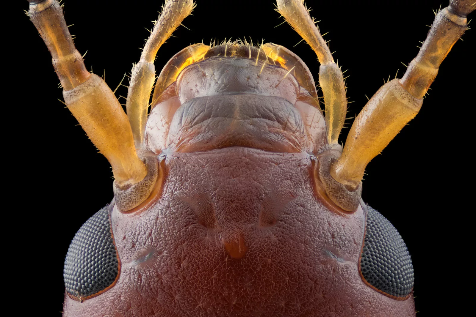Image of Distinction: Forficula auricularia (common earwig)