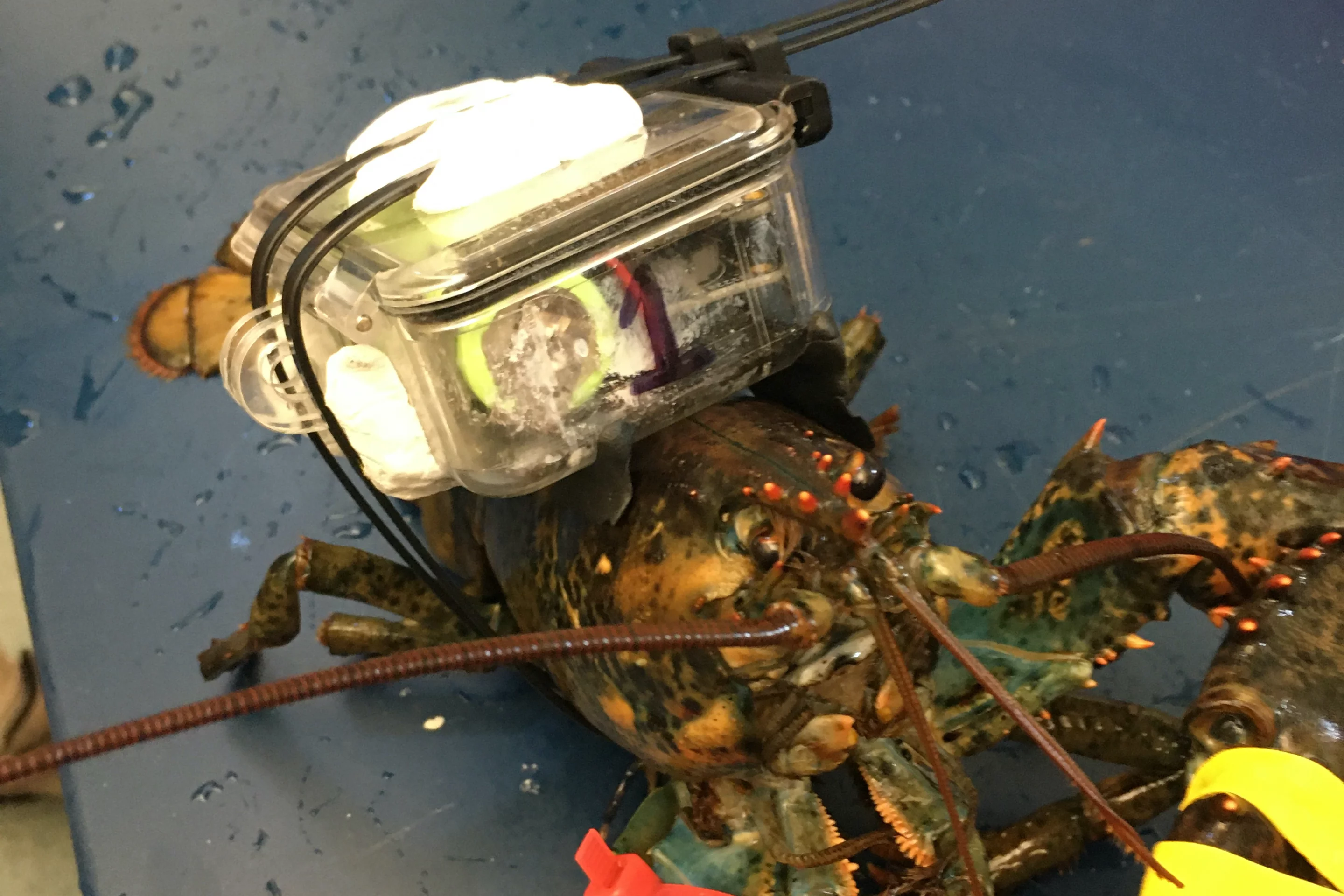 A test-subject lobster, equipped with a prototype C-HAT
