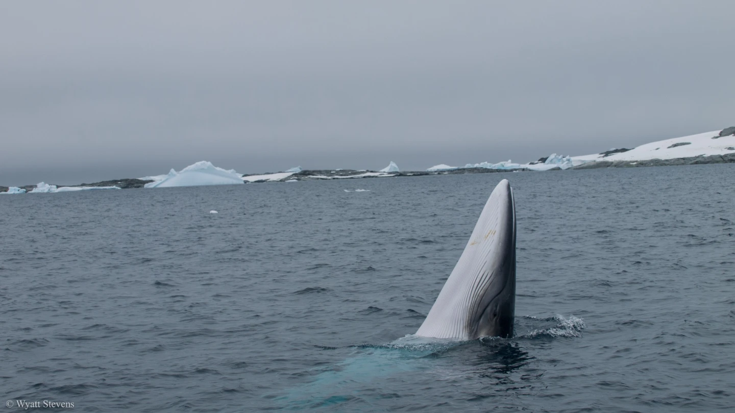 Minkes whales get their sustenance from krill or small fish