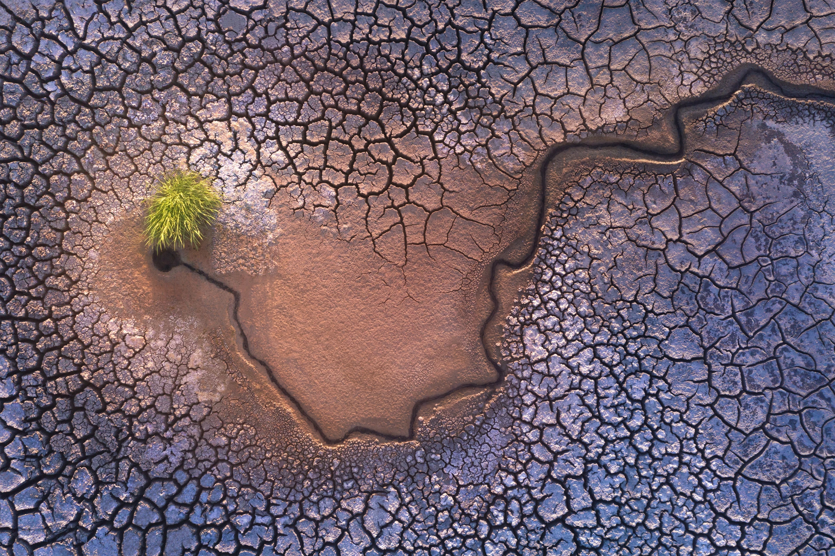 Top 101. 'Sprout', Fremont, Bay Area, California