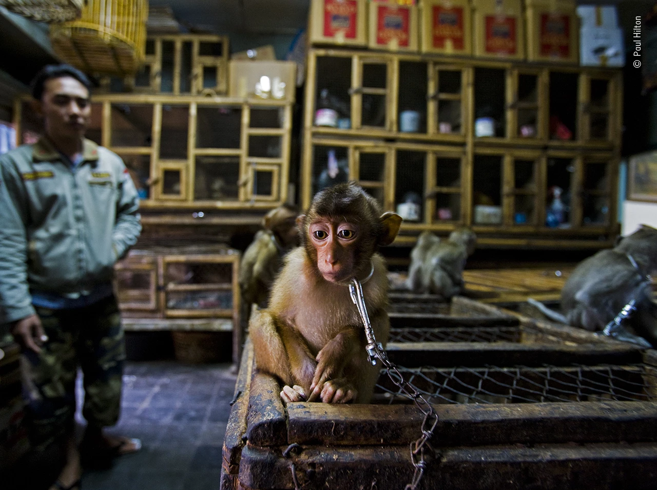 Winner of the Wildlife Photojournalist Story Award: Backroom Business"A young pig-tailed macaque is put on show chained to a wooden cage in Bali’s bird market, Indonesia. Its mother and the mothers of the other youngsters on show, would have been killed. Pig‑tailed macaques are energetic, social primates living in large troops in forests throughout Southeast Asia. As the forests are destroyed, they increasingly raid agricultural crops and are shot as pests. The babies are then sold into a life of solitary confinement as a pet, to a zoo or for biomedical research. Having convinced the trader that he was interested in buying the monkey, Paul photographed it in the dark backroom using a slow exposure. Much of the illegal wildlife in the open‑air bird market is traded in the backroom areas. Macaques can be legally sold; banned species such as baby orangutans are kept boxed out of sight. Such animal markets facilitate the international illegal trade, supplying on demand what isn’t in stock. So many animals stacked so close together also facilitates the spread of disease."