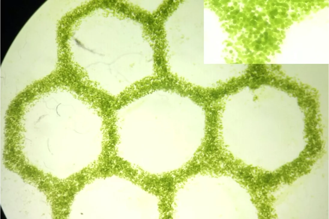 A close look at one of the algae bioink lobules