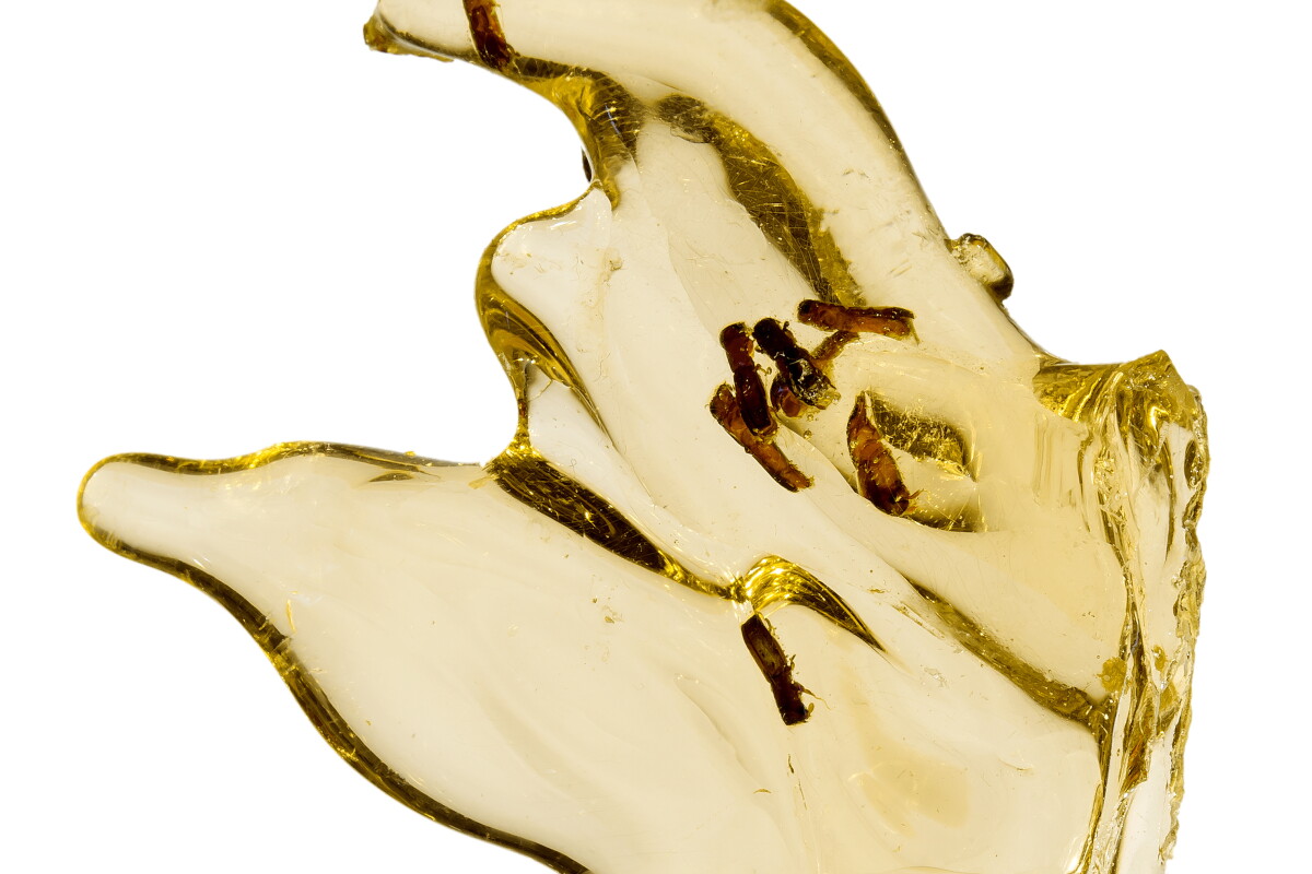 scientists successfully extract insect