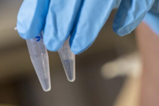 Both vials contain the same amount of crushed silicon, but the vial on the right contains the treated powder with 50 times more surface area (Photo: Jeff Fitlow)